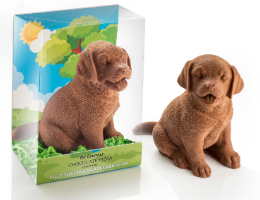 Tilly the Milk Chocolate Labrador